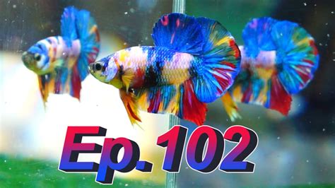 betta mfa|EP102 .